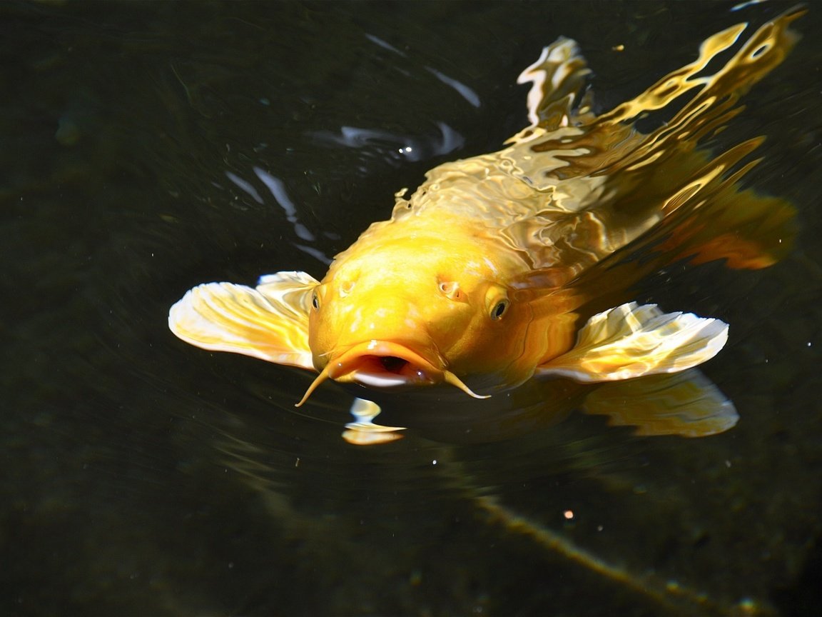 Обои вода, рыба, подводный мир, парчовый, японский карп, карп, water, fish, underwater world, brocade, japanese carp, carp разрешение 2560x1700 Загрузить