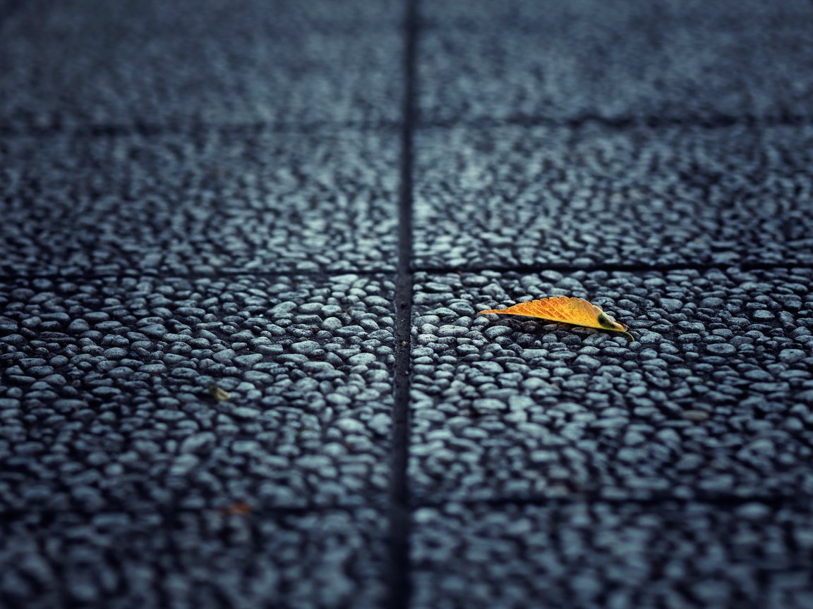 Обои фон, лист, улица, асфальт, background, sheet, street, asphalt разрешение 2560x1600 Загрузить