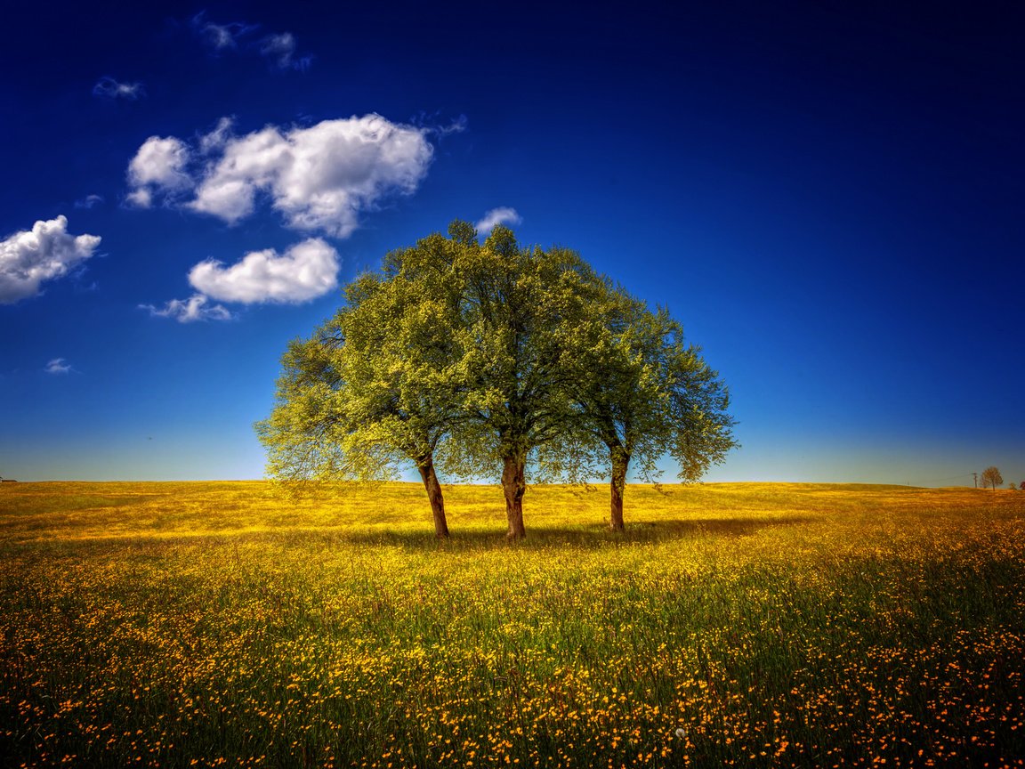 Обои небо, цветы, деревья, пейзаж, поле, луг, the sky, flowers, trees, landscape, field, meadow разрешение 1920x1280 Загрузить