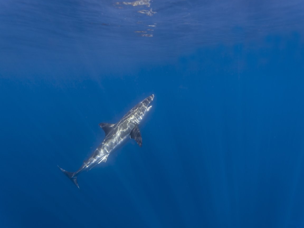 Обои океан, акула, подводный мир, акула.белая, the ocean, shark, underwater world, shark.white разрешение 5616x3744 Загрузить