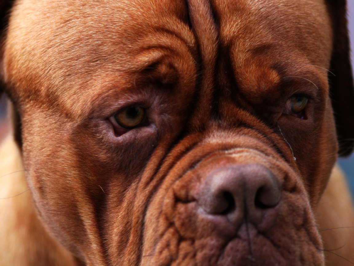 Обои глаза, морда, бордоский дог, eyes, face, dogue de bordeaux разрешение 2560x1600 Загрузить