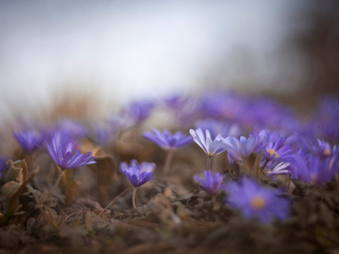 Обои цветы, природа, макро, весна, синие, flowers, nature, macro, spring, blue разрешение 2583x1722 Загрузить