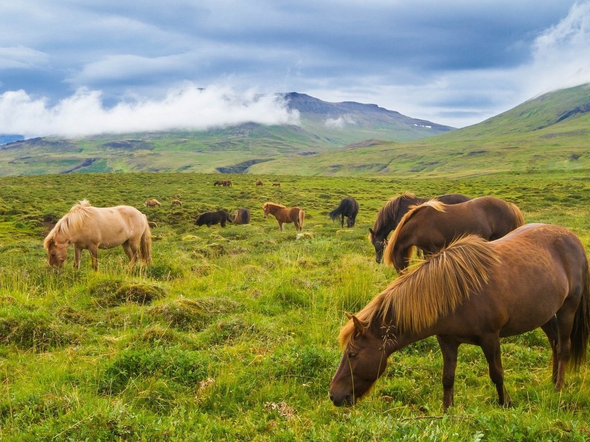 Обои горы, луг, лошади, кони, исландия, исландские лошади, mountains, meadow, horse, horses, iceland, icelandic horses разрешение 1920x1279 Загрузить