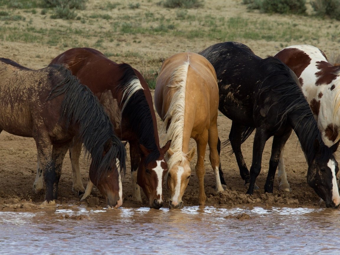 Обои лошади, кони, водопой, табун, horse, horses, drink, the herd разрешение 3400x1825 Загрузить