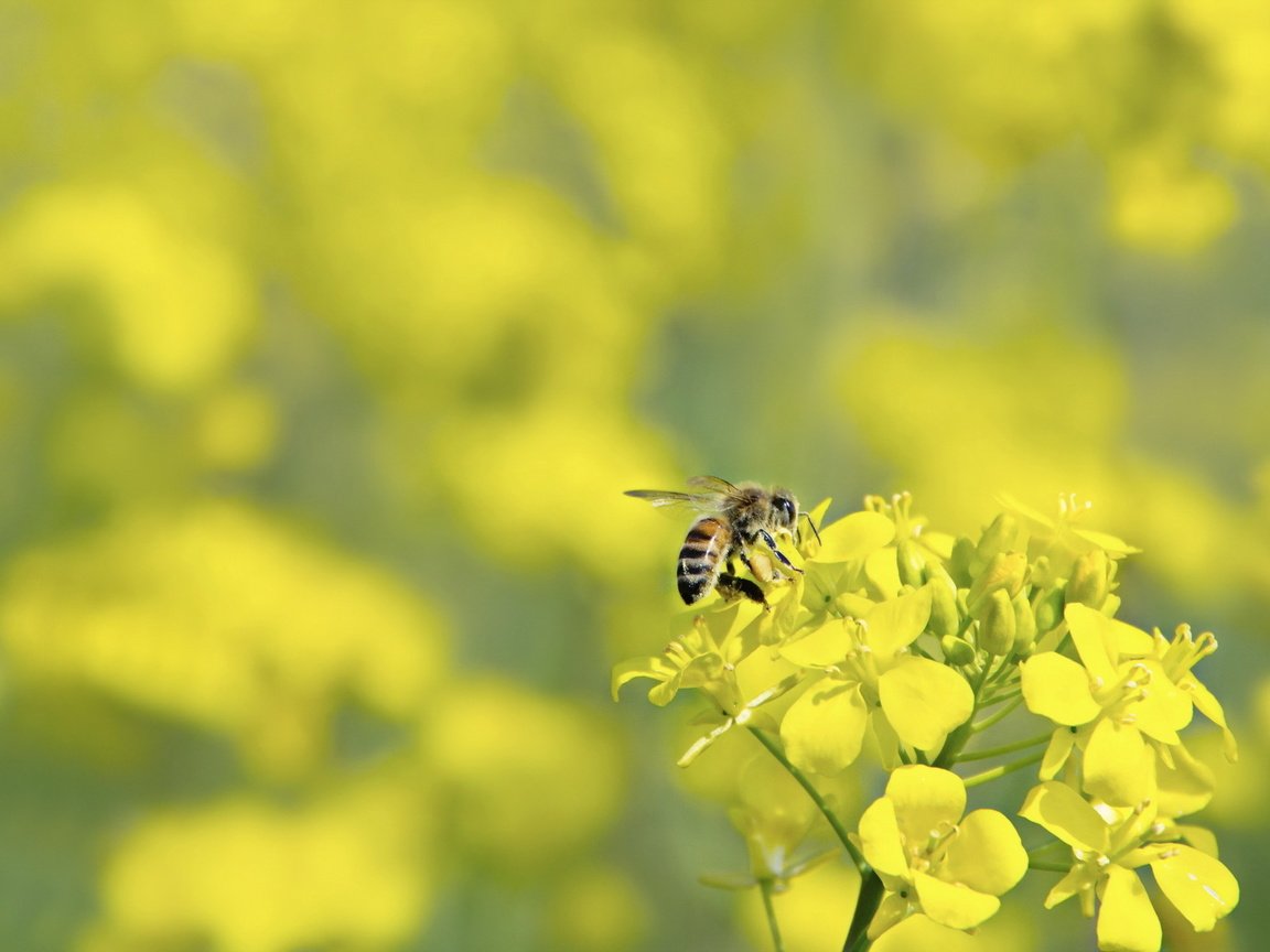 Обои макро, цветок, насекомые, пчела, оса, macro, flower, insects, bee, osa разрешение 1920x1200 Загрузить