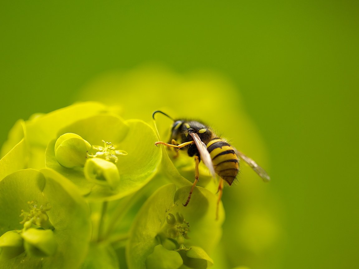 Обои макро, насекомое, цветок, пчела, macro, insect, flower, bee разрешение 2560x1600 Загрузить