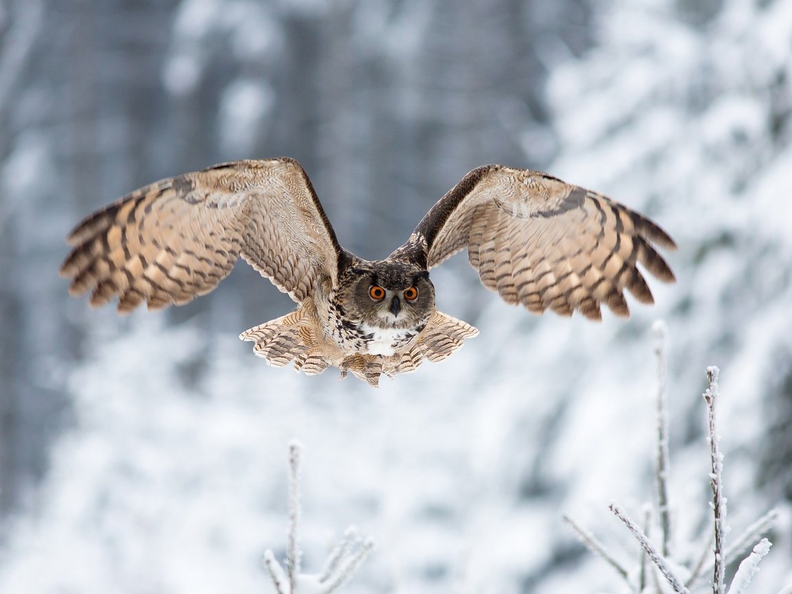 Обои сова, зима, полет, взгляд, крылья, птица, owl, winter, flight, look, wings, bird разрешение 2048x1365 Загрузить