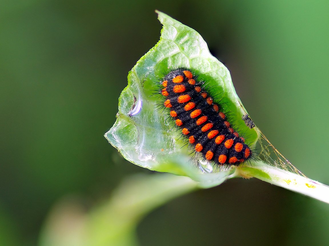 Обои макро, насекомое, лист, растение, гусеница, ziva & amir, macro, insect, sheet, plant, caterpillar разрешение 3393x2224 Загрузить