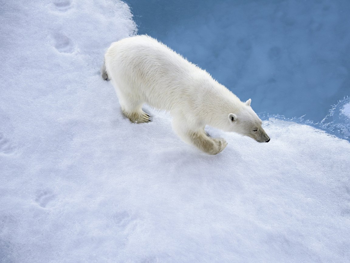 Обои снег, медведь, белый, следы, snow, bear, white, traces разрешение 2048x1416 Загрузить