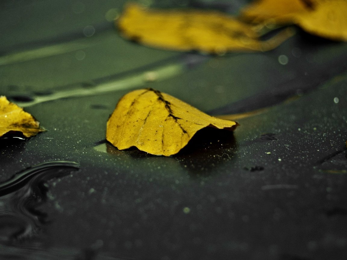 Обои вода, листья, макро, капли, осень, water, leaves, macro, drops, autumn разрешение 2560x1440 Загрузить