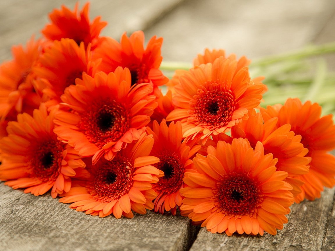 Обои цветы, природа, фон, красные, букет, герберы, flowers, nature, background, red, bouquet, gerbera разрешение 1920x1200 Загрузить