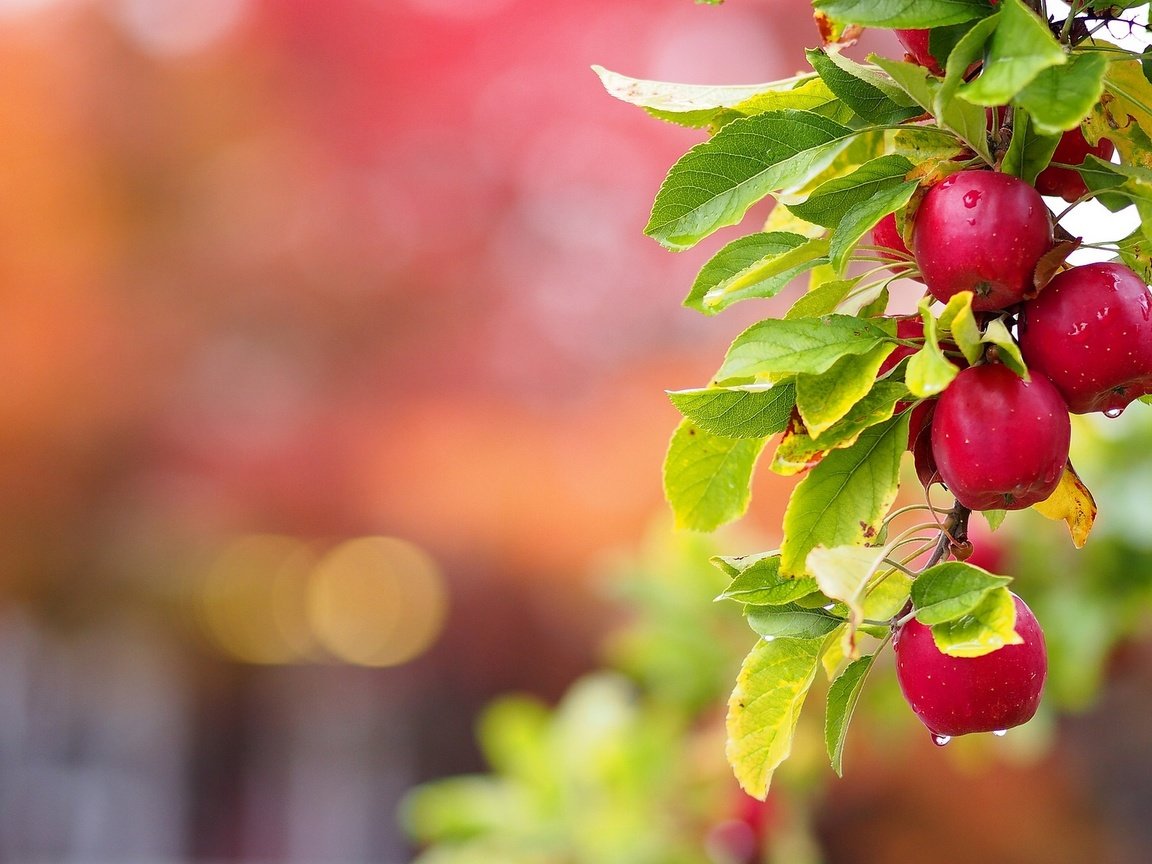Обои ветка, листья, капли, фрукты, яблоки, плоды, ветка яблони, branch, leaves, drops, fruit, apples, branch of apple разрешение 2048x1277 Загрузить