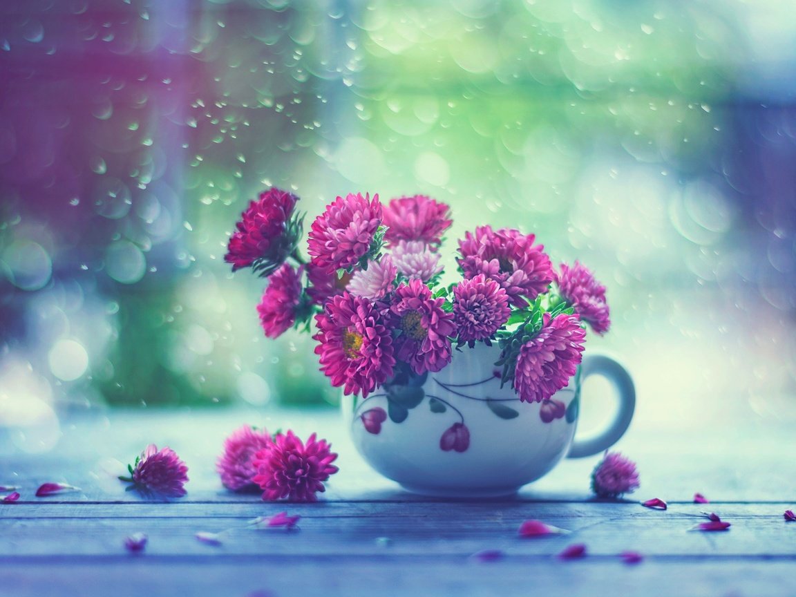 Обои цветы, капли, дождь, кружка, окно, астры, flowers, drops, rain, mug, window, asters разрешение 2048x1587 Загрузить