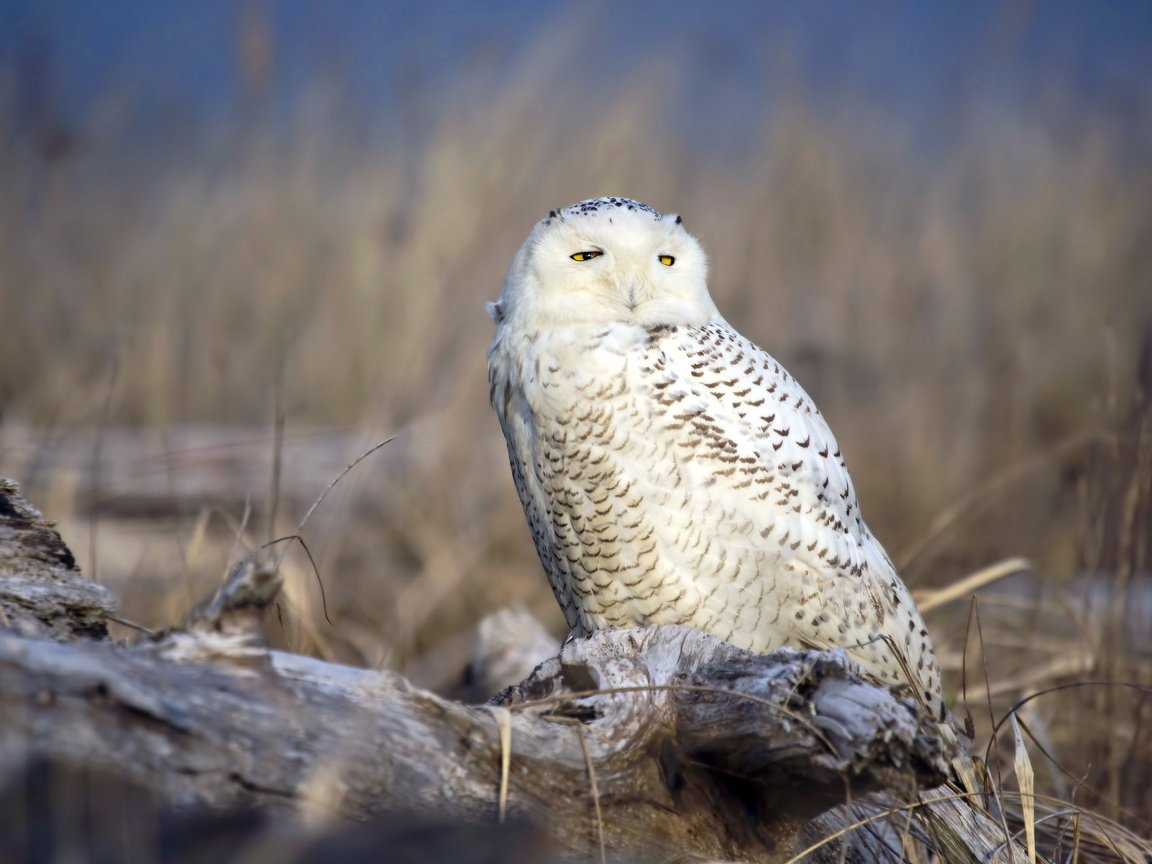 Обои сова, природа, птица, полярная сова, белая сова, owl, nature, bird, snowy owl, white owl разрешение 1920x1200 Загрузить