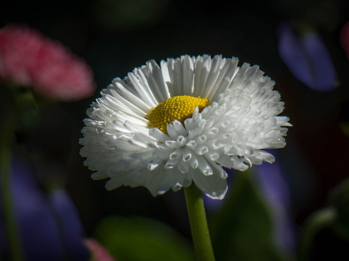 Обои парк, лепестки, сад, луг, стебель, клумба, park, petals, garden, meadow, stem, flowerbed разрешение 2048x1177 Загрузить