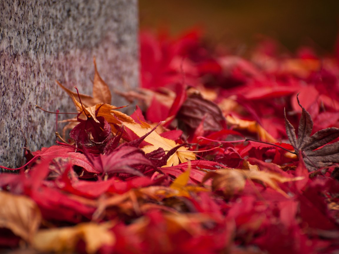 Обои природа, листья, осень, кленовый лист, осенние листья, nature, leaves, autumn, maple leaf, autumn leaves разрешение 2048x1360 Загрузить