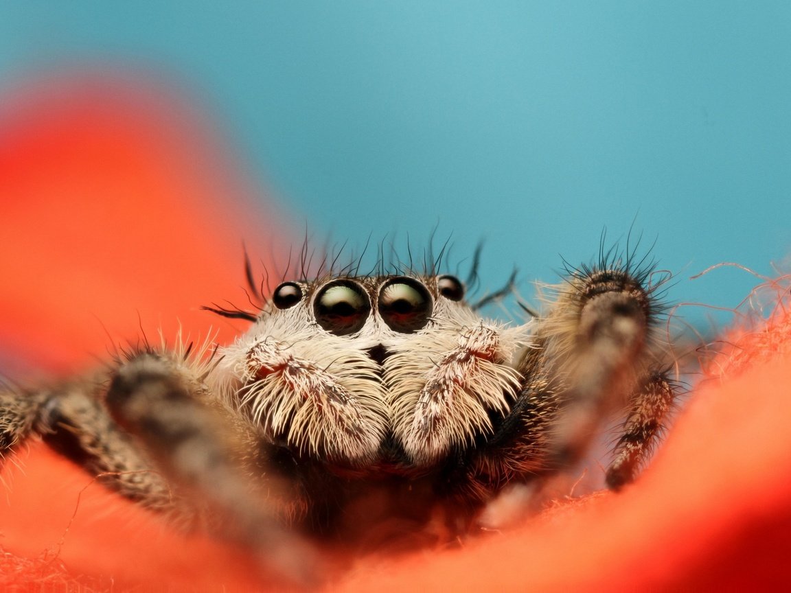 Обои глаза, листья, цветок, лапы, насекомые, паук, мухоловка, jumping spider, eyes, leaves, flower, paws, insects, spider, flycatcher разрешение 2880x1898 Загрузить