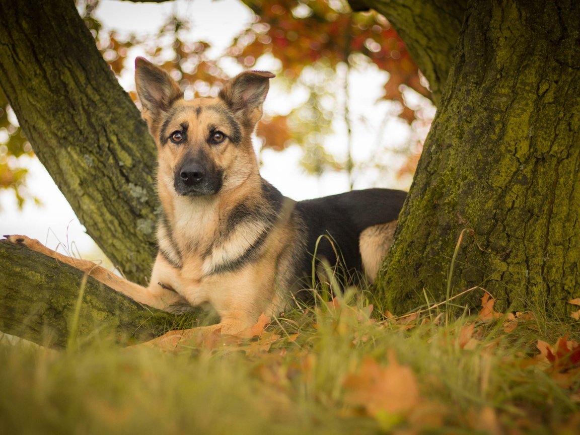 Обои дерево, листья, взгляд, собака, немецкая овчарка, овчарка, tree, leaves, look, dog, german shepherd, shepherd разрешение 4272x2610 Загрузить