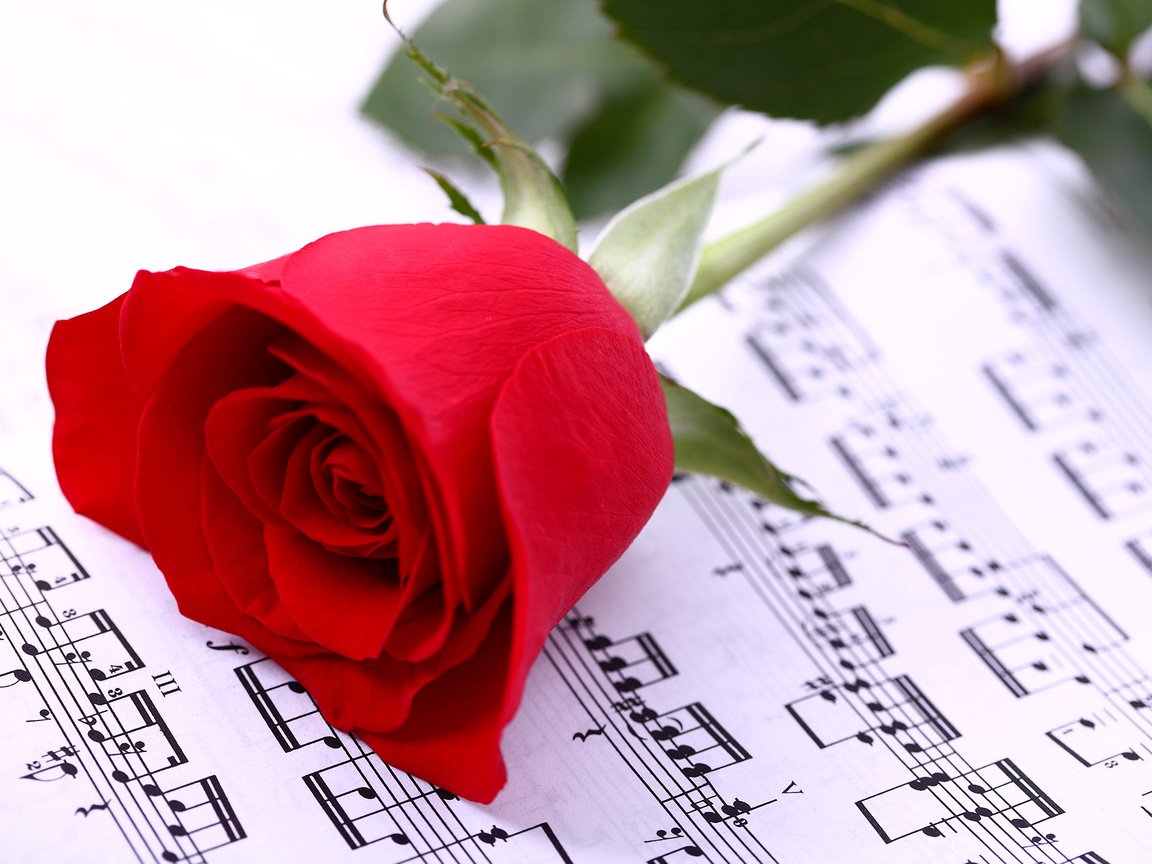 Обои цветок, роза, красная, лист, музыкальные ноты, flower, rose, red, sheet, musical notes разрешение 3750x2500 Загрузить
