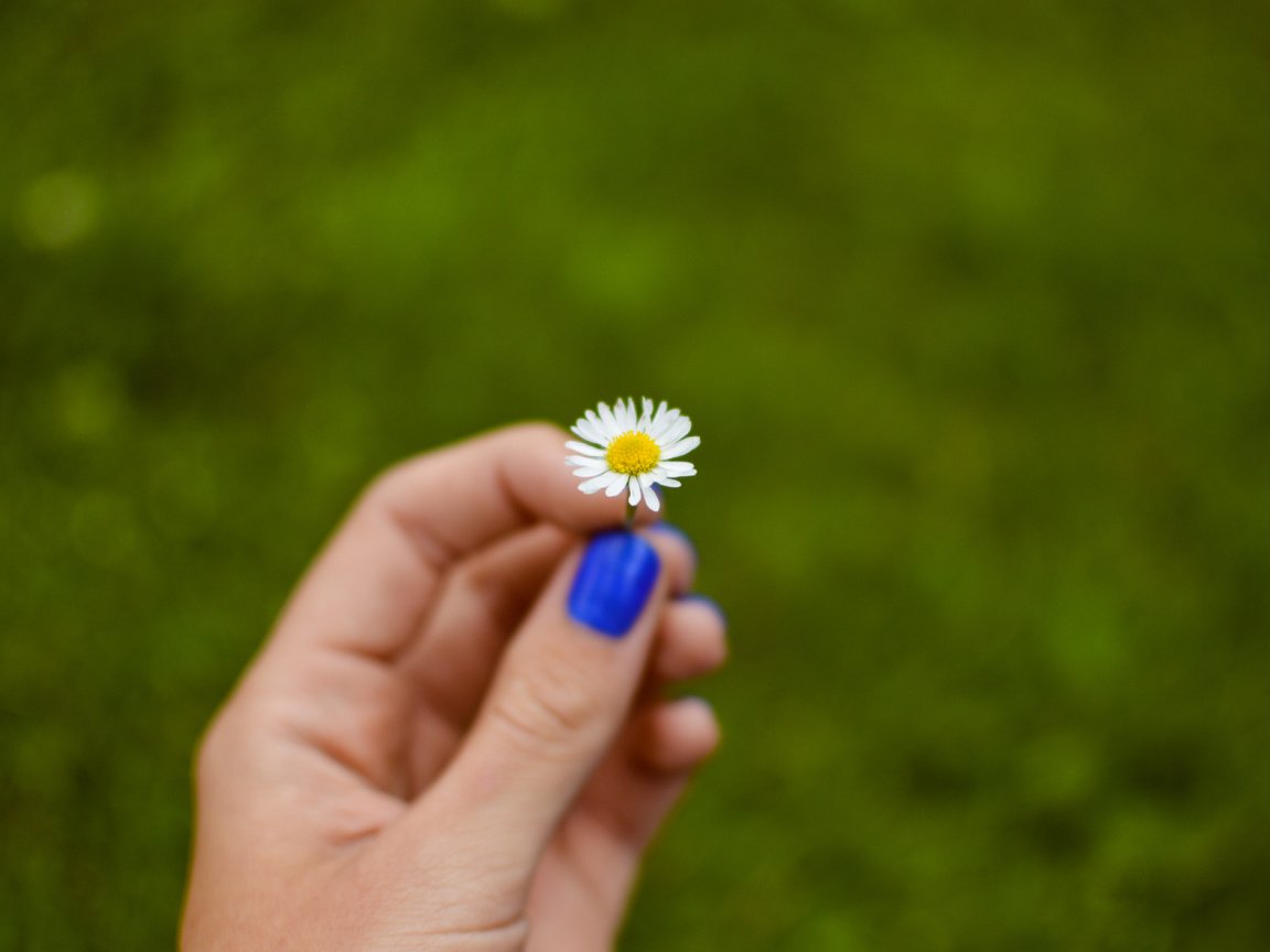 Обои рука, цветок, лепестки, ромашка, hand, flower, petals, daisy разрешение 6016x4000 Загрузить