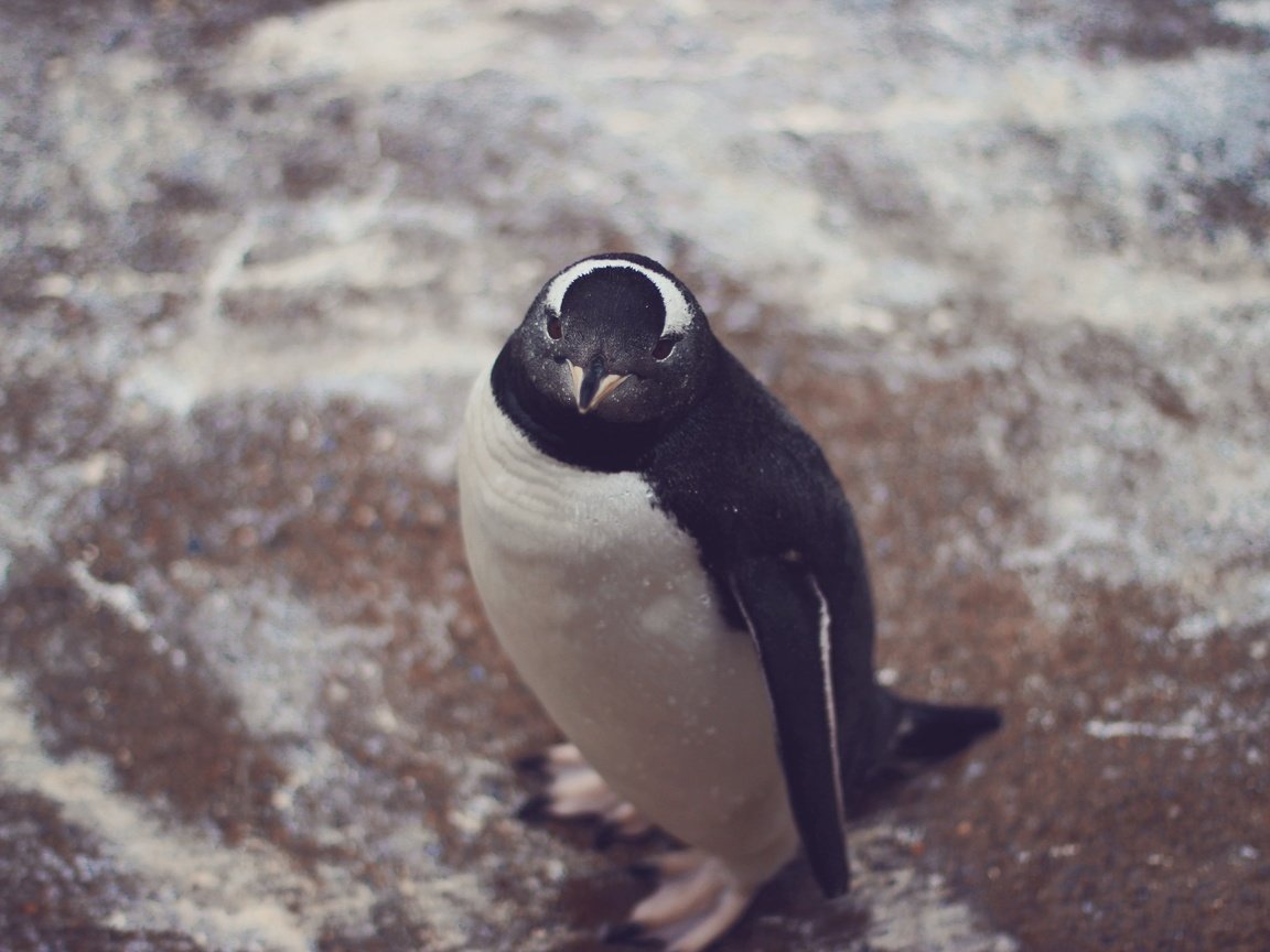 Обои взгляд, птица, животное, пингвин, look, bird, animal, penguin разрешение 5184x3456 Загрузить