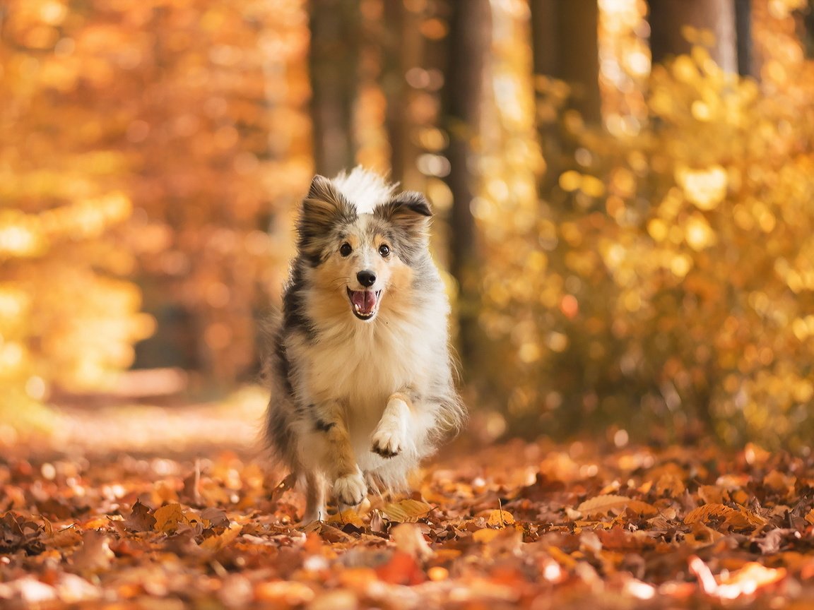 Обои листья, взгляд, осень, собака, друг, шелти, шетландская овчарка, leaves, look, autumn, dog, each, sheltie, shetland sheepdog разрешение 1920x1144 Загрузить