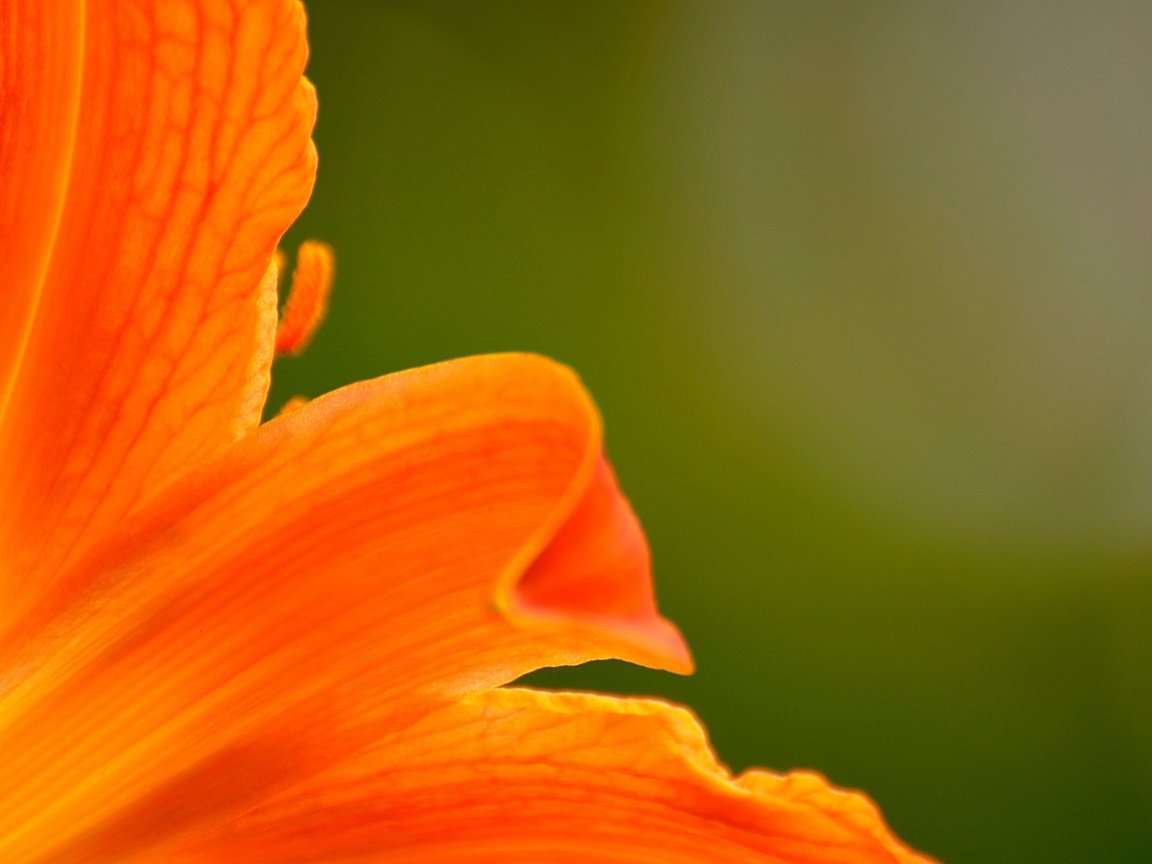 Обои макро, цветок, лепестки, лилия, macro, flower, petals, lily разрешение 2048x1356 Загрузить