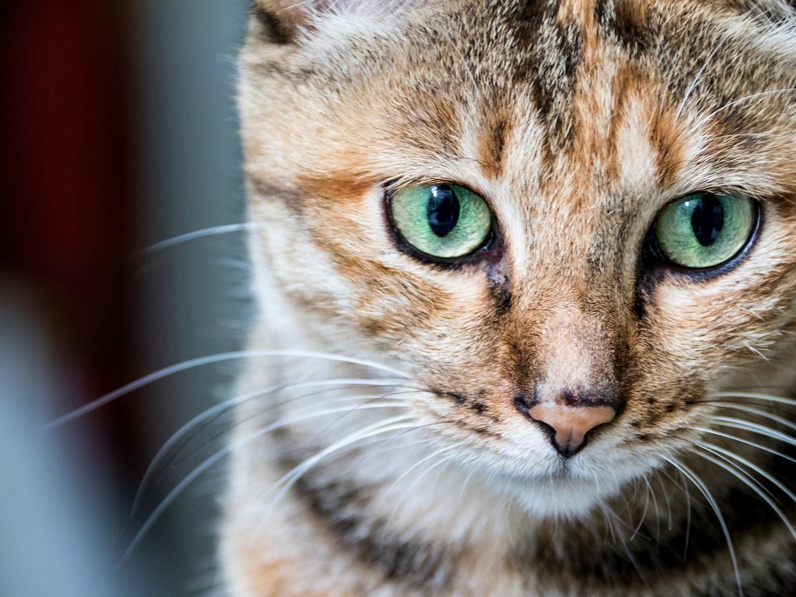 Обои портрет, кот, мордочка, кошка, взгляд, portrait, cat, muzzle, look разрешение 2048x1365 Загрузить