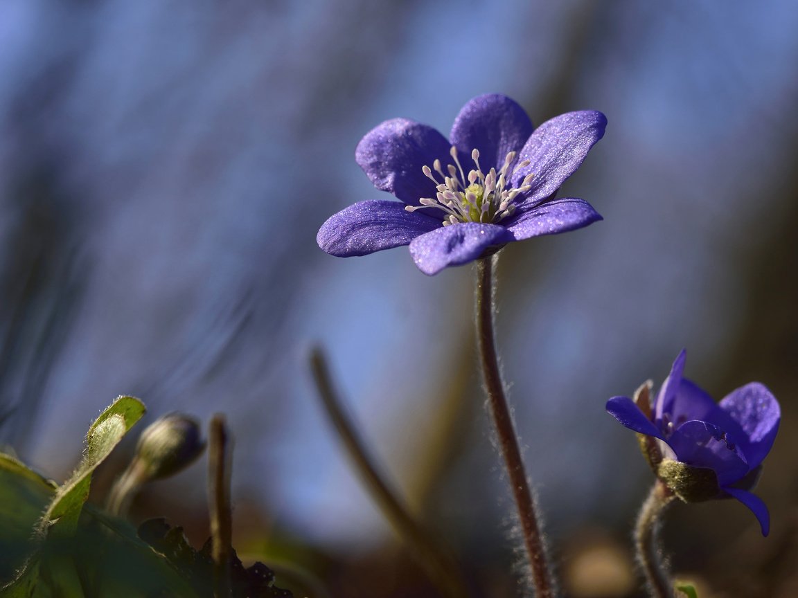 Обои макро, боке, печёночница, macro, bokeh, pechenocna разрешение 2048x1436 Загрузить