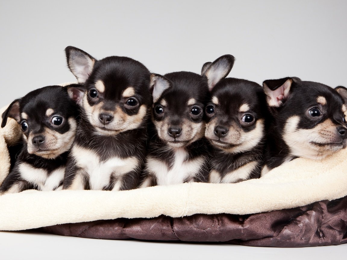 Обои щенки, милые, квинтет, puppies, cute, quintet разрешение 3400x2120 Загрузить