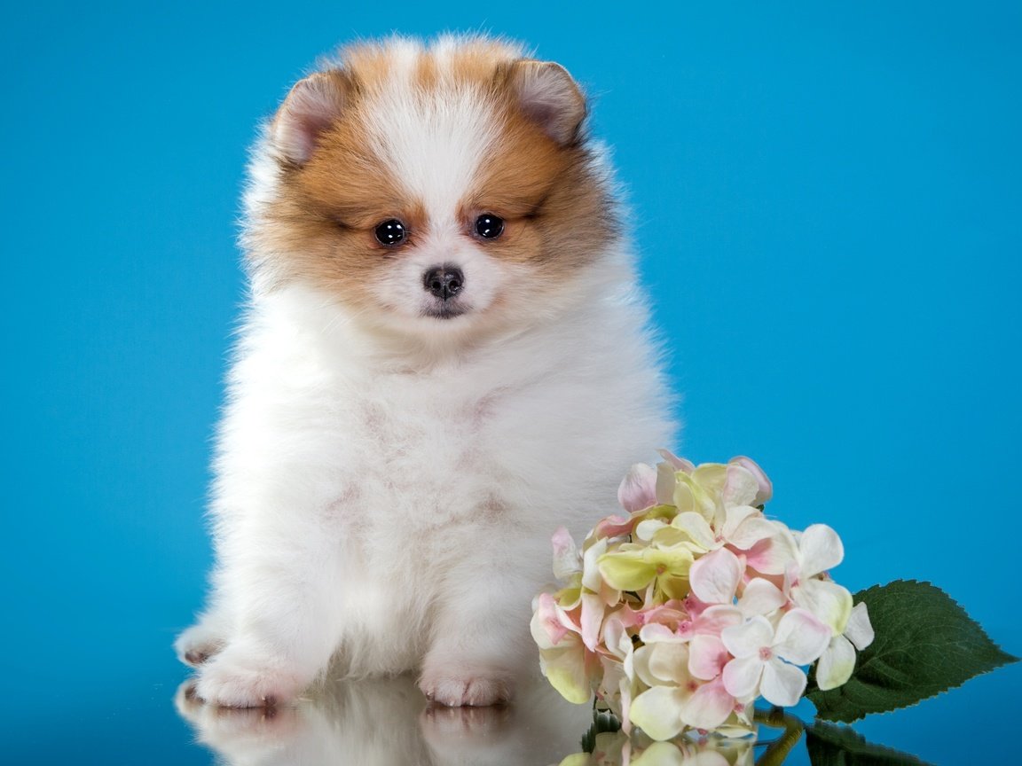 Обои цветы, щенок, милый, шпиц, flowers, puppy, cute, spitz разрешение 2400x1546 Загрузить
