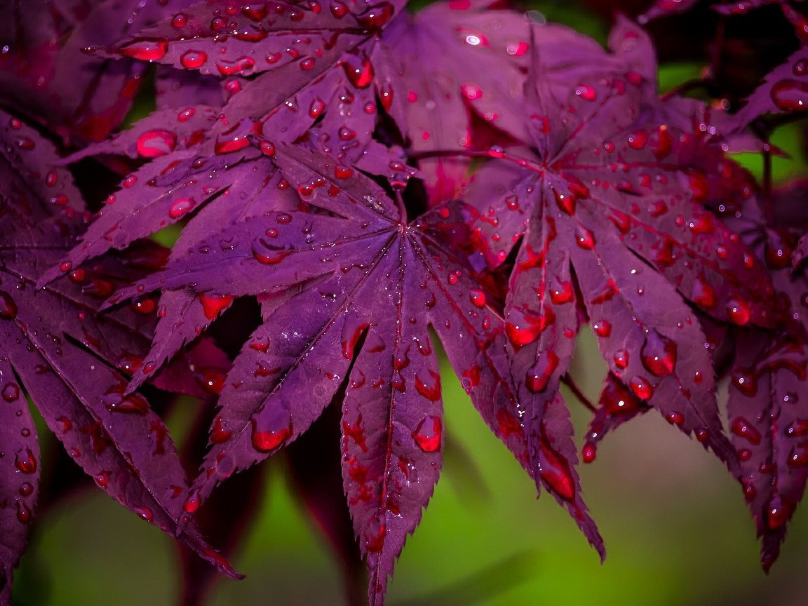 Обои листья, макро, капли, клен,  листья, leaves, macro, drops, maple разрешение 1920x1204 Загрузить