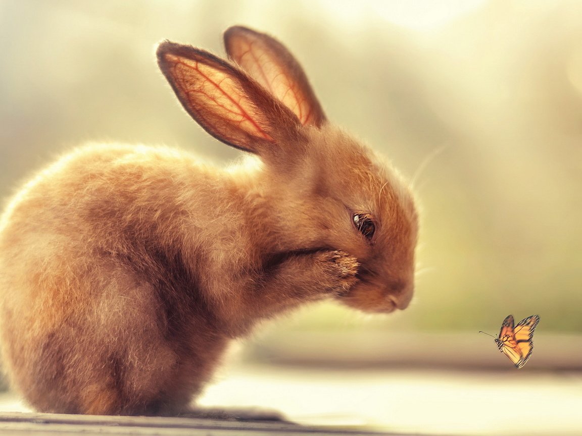 Обои природа, бабочка, кролик, nature, butterfly, rabbit разрешение 1920x1200 Загрузить