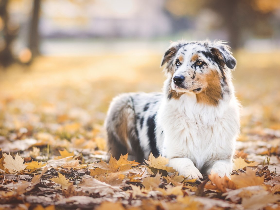 Обои листья, парк, листва, осень, собака, аусси, leaves, park, foliage, autumn, dog, aussie разрешение 2048x1152 Загрузить