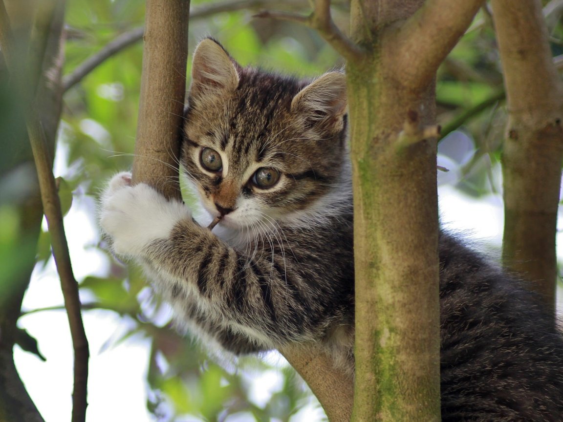 Обои ветки, кошка, котенок, на дереве, branches, cat, kitty, on the tree разрешение 2048x1365 Загрузить