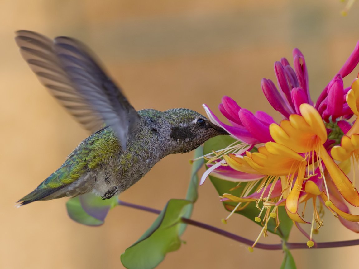 Обои цветок, крылья, птица, колибри, жимолость, калипта анны, flower, wings, bird, hummingbird, honeysuckle, calypte anna разрешение 2048x1117 Загрузить