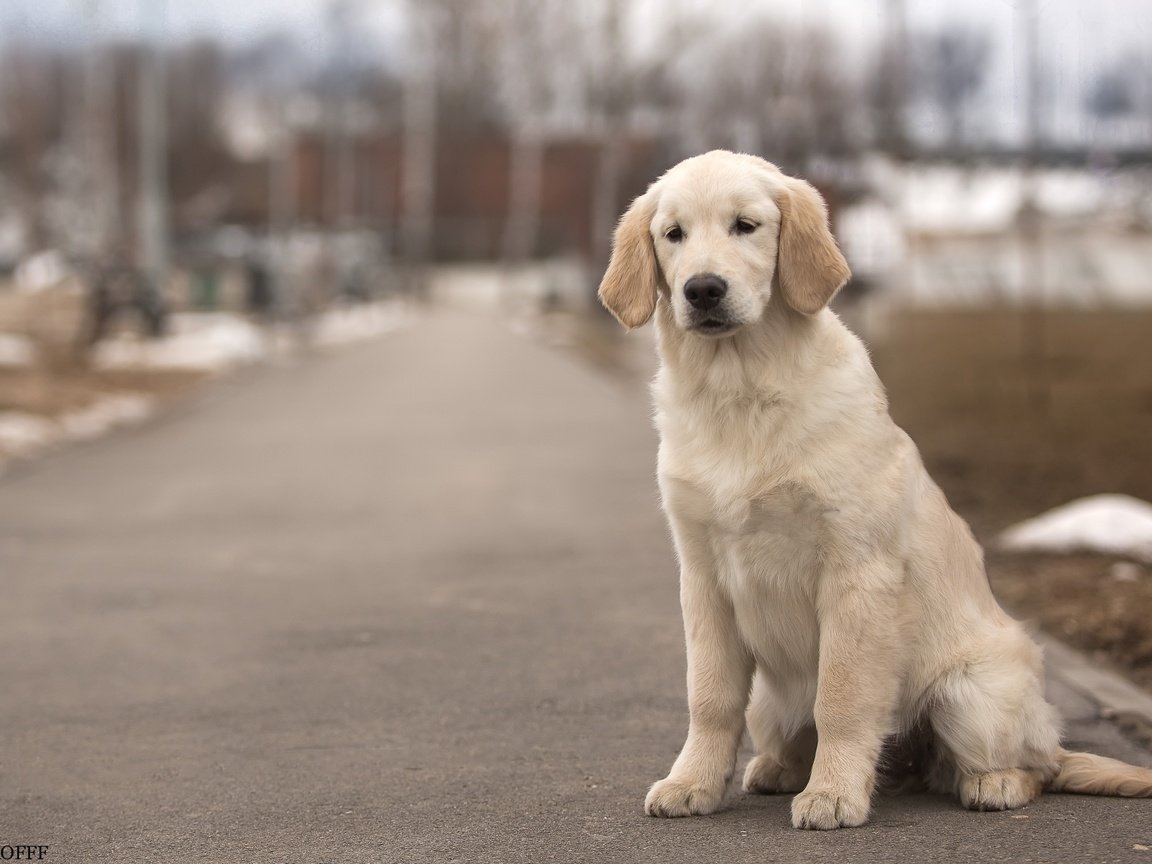 Обои собака, пес, золотистый ретривер, dog, golden retriever разрешение 3600x2375 Загрузить