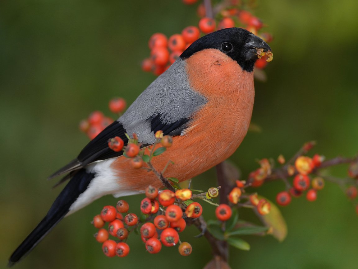 Обои ветка, птица, клюв, ягоды, перья, снегирь, пираканта, branch, bird, beak, berries, feathers, bullfinch, english разрешение 4928x3264 Загрузить