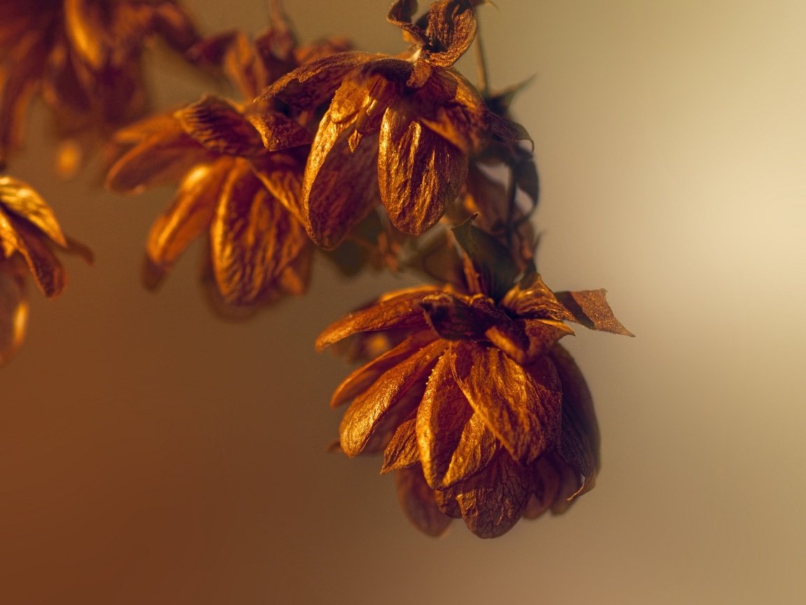 Обои свет, природа, макро, осень, осен, легкие, dried flowers, сухоцветы, light, nature, macro, autumn, the dried flowers разрешение 2048x1227 Загрузить