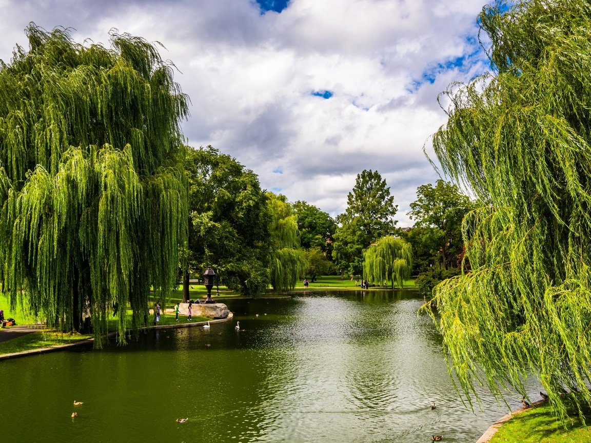 Обои деревья, зелень, парк, сша, пруд, бостон, массачусетс, trees, greens, park, usa, pond, boston, massachusetts разрешение 2880x1953 Загрузить