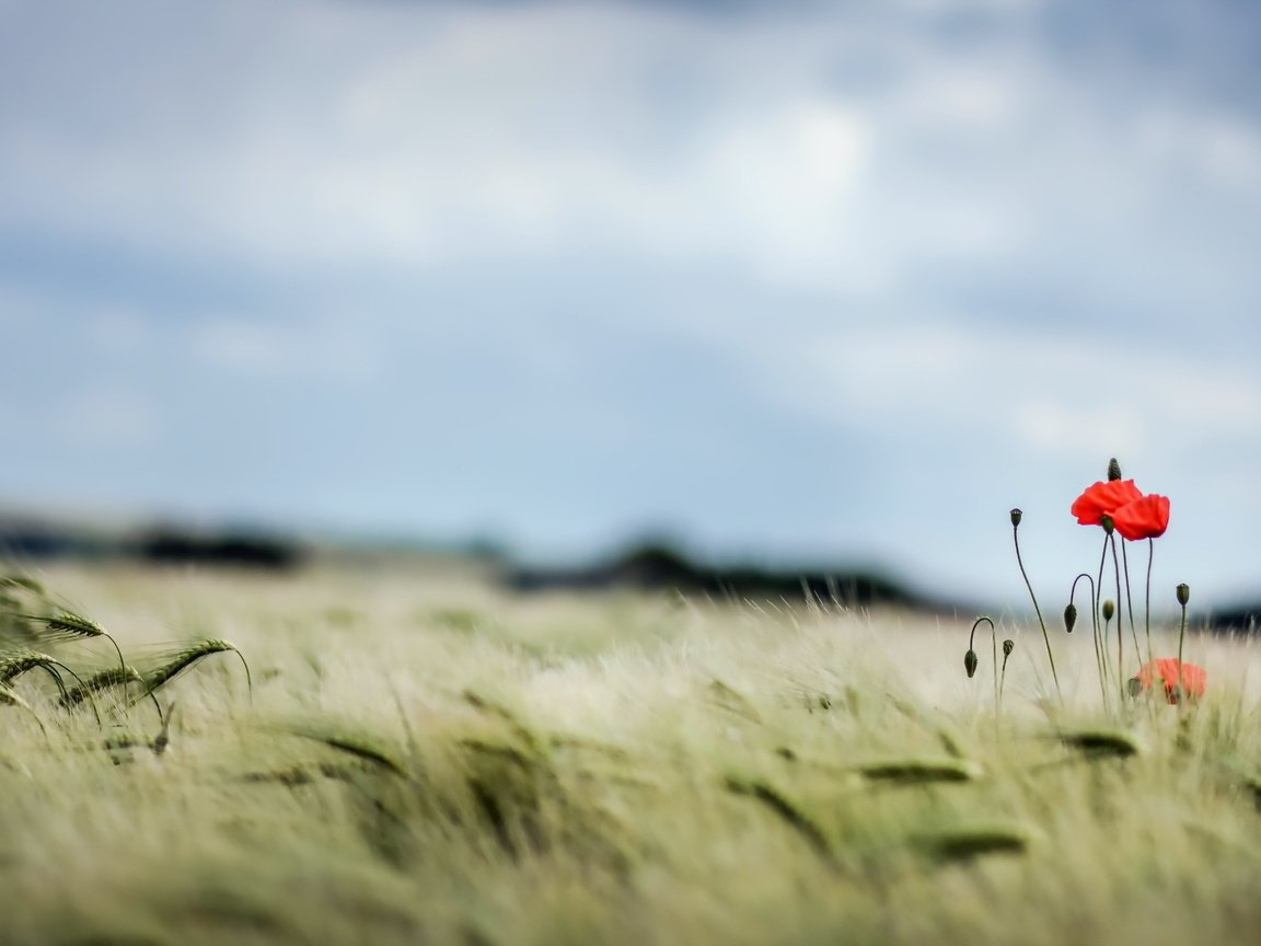 Обои небо, поле, лето, маки, колосья, пшеница, the sky, field, summer, maki, ears, wheat разрешение 2560x1440 Загрузить