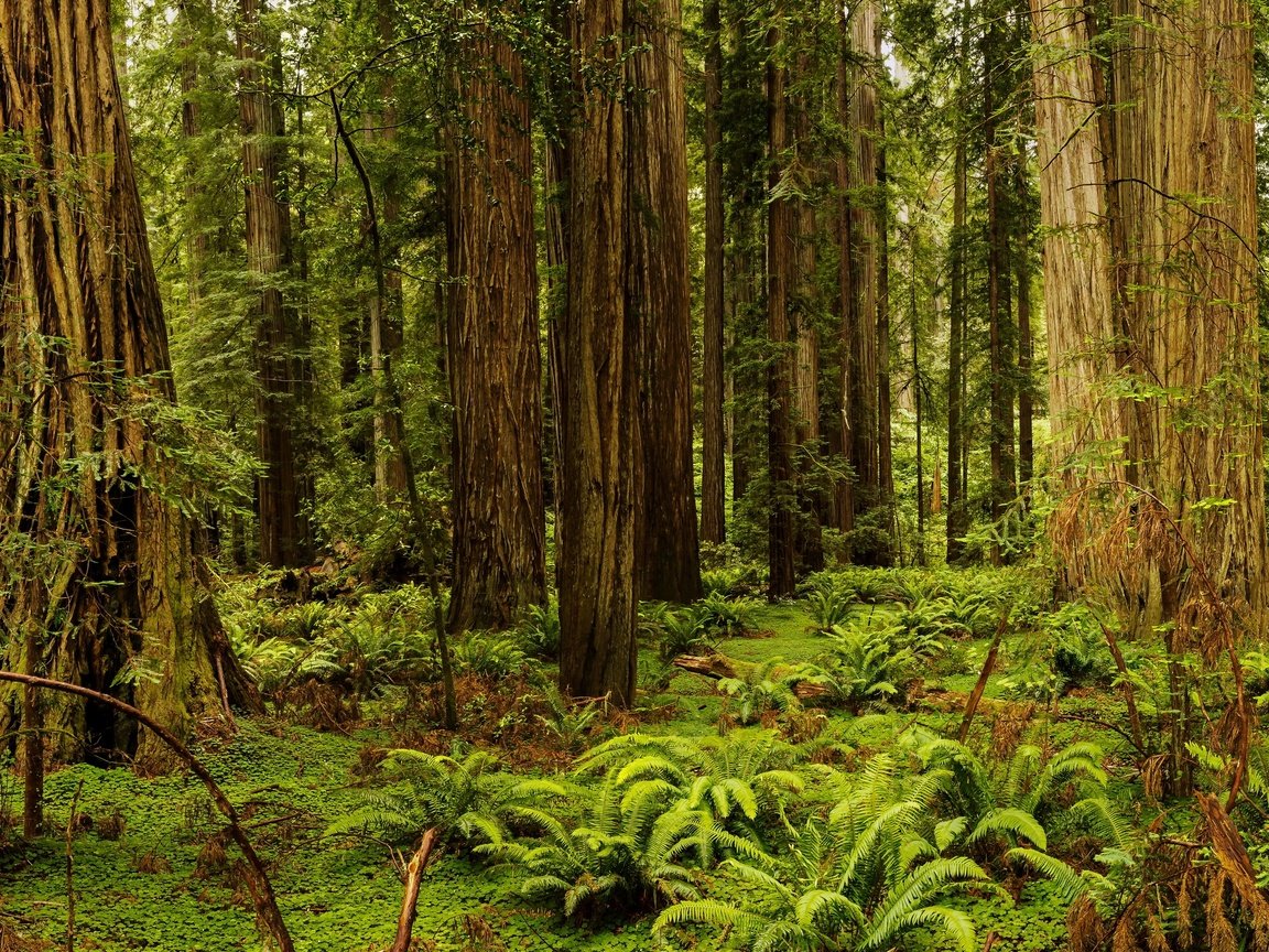 Обои трава, деревья, лес, сша, калифорния, папоротник, redwood national and state parks, redwood national state parks, grass, trees, forest, usa, ca, fern разрешение 2880x1782 Загрузить