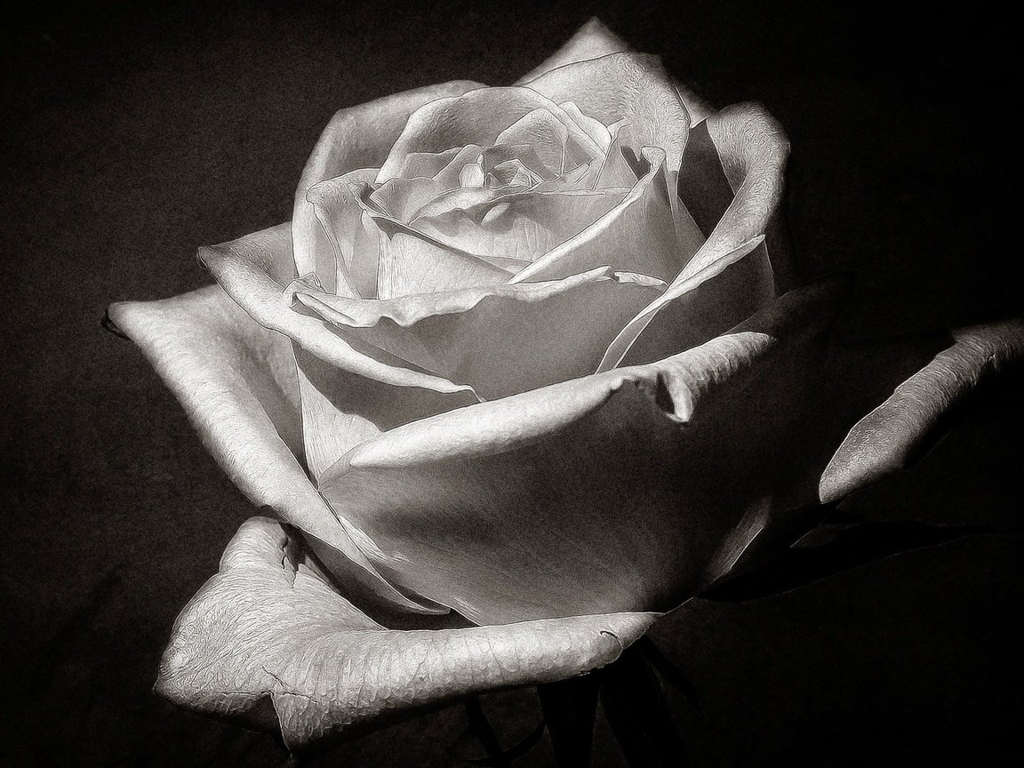 Обои макро, цветок, роза, лепестки, чёрно-белое, бутон, macro, flower, rose, petals, black and white, bud разрешение 2560x1633 Загрузить