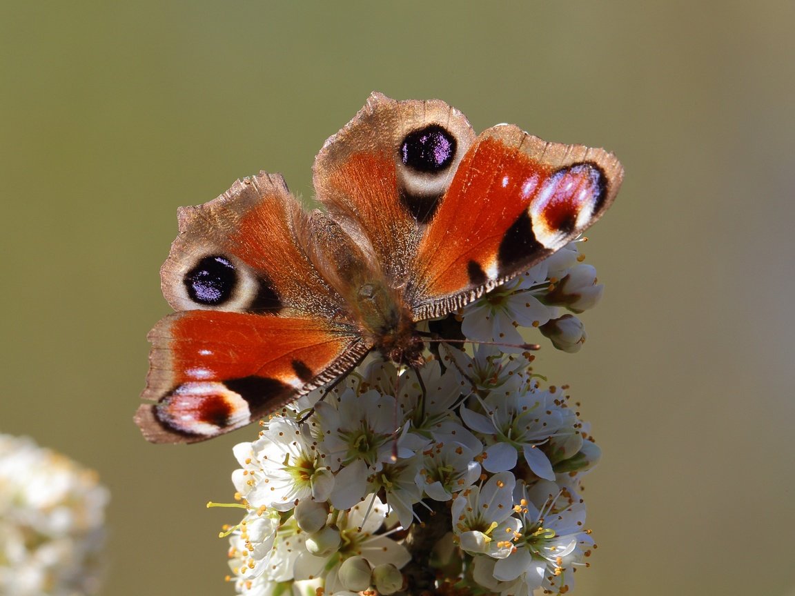 Обои насекомое, бабочка, животное, цветки, insect, butterfly, animal, flowers разрешение 4104x2767 Загрузить