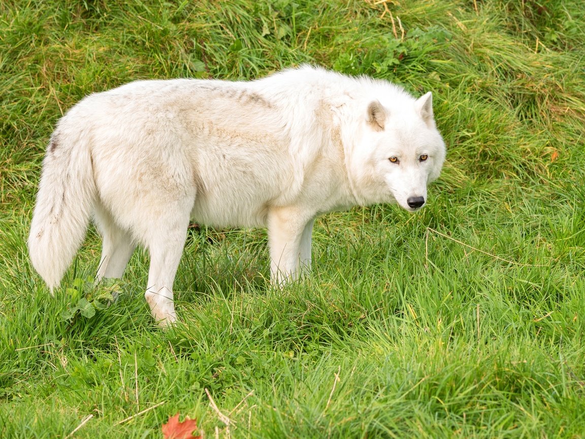 Обои трава, зелень, белый, хищник, волк, grass, greens, white, predator, wolf разрешение 3000x1821 Загрузить