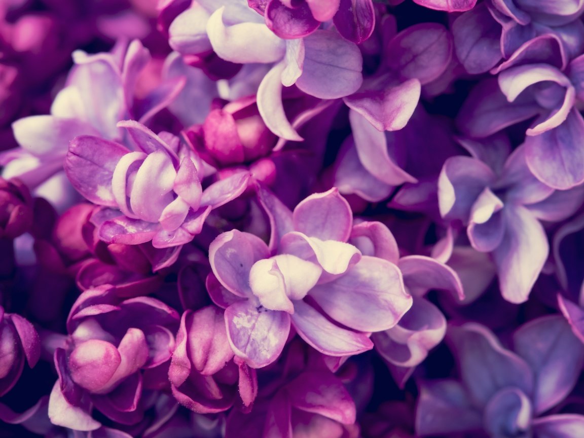 Обои цветы, цветение, весна, сирень, flowers, flowering, spring, lilac разрешение 5760x3840 Загрузить