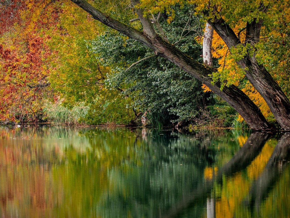 Обои деревья, река, природа, листья, отражение, осень, trees, river, nature, leaves, reflection, autumn разрешение 5861x3297 Загрузить