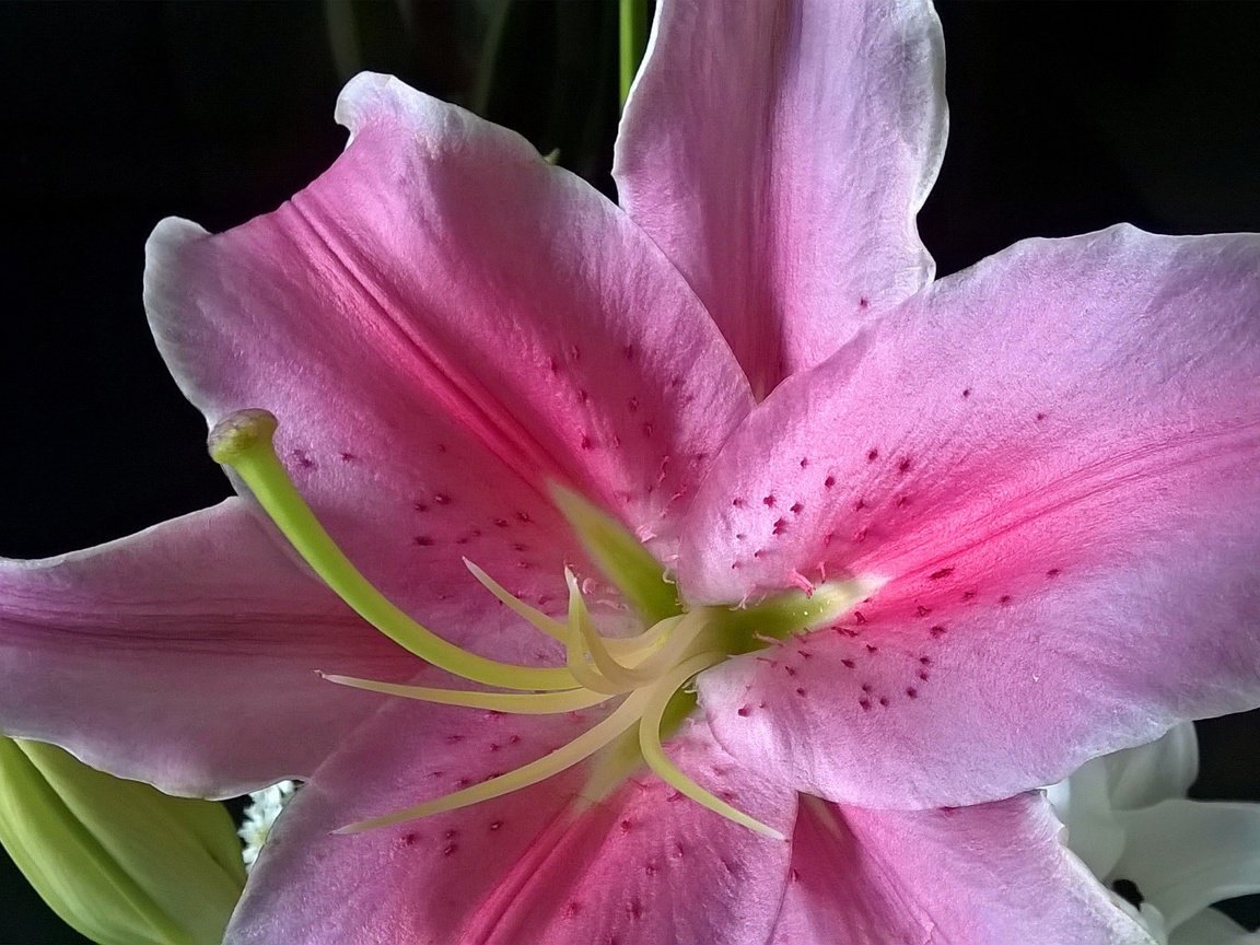 Обои макро, цветок, лепестки, лилия, розовая, macro, flower, petals, lily, pink разрешение 2592x1456 Загрузить