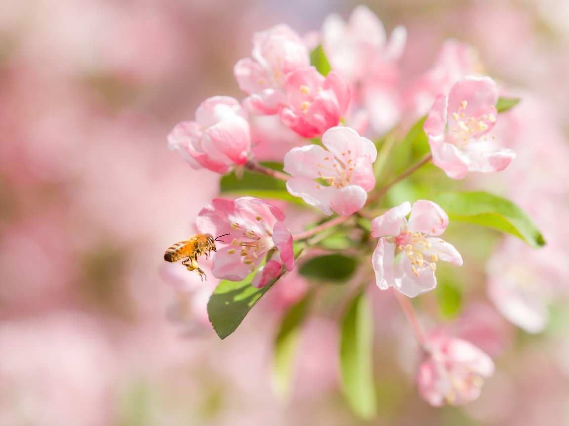 Обои цветение, макро, насекомое, вишня, пчела, цветки, боке, flowering, macro, insect, cherry, bee, flowers, bokeh разрешение 2400x1600 Загрузить