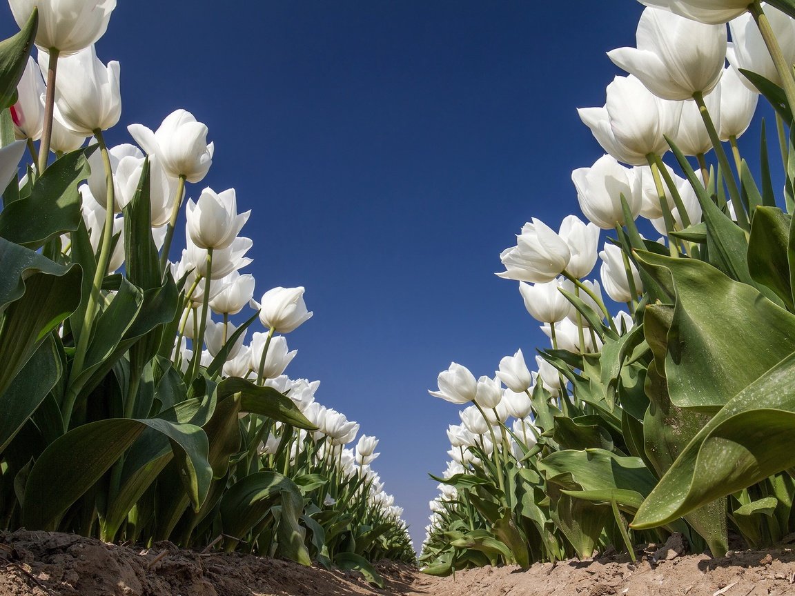 Обои небо, цветы, природа, тюльпаны, белые, the sky, flowers, nature, tulips, white разрешение 2048x1280 Загрузить